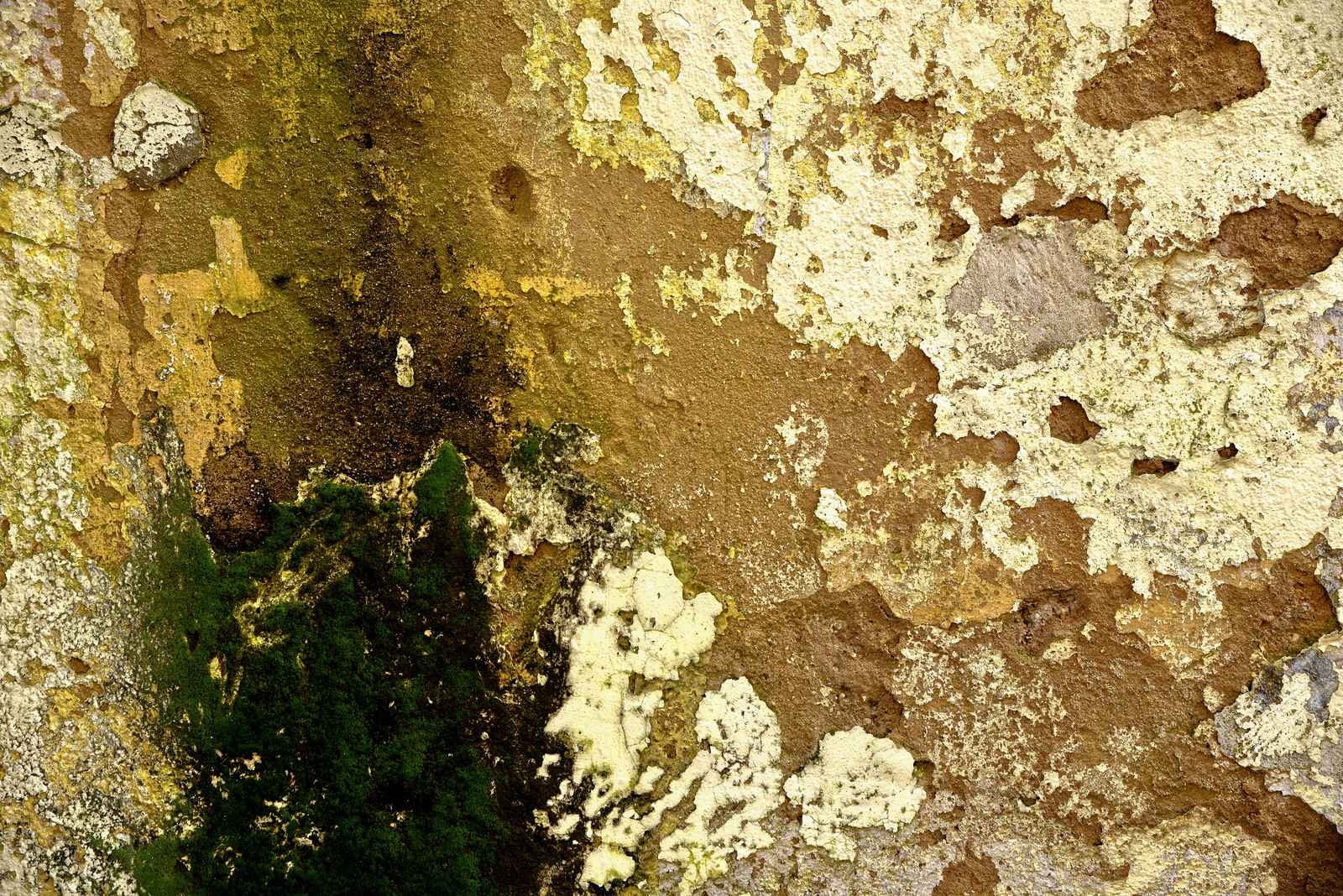 Close-up of a wall with peeling yellow paint and dark green moss patches